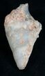 Agatized Gastropod Fossil - #5565-2